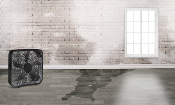 Best Mold removal after water damage  in Waldorf, MD